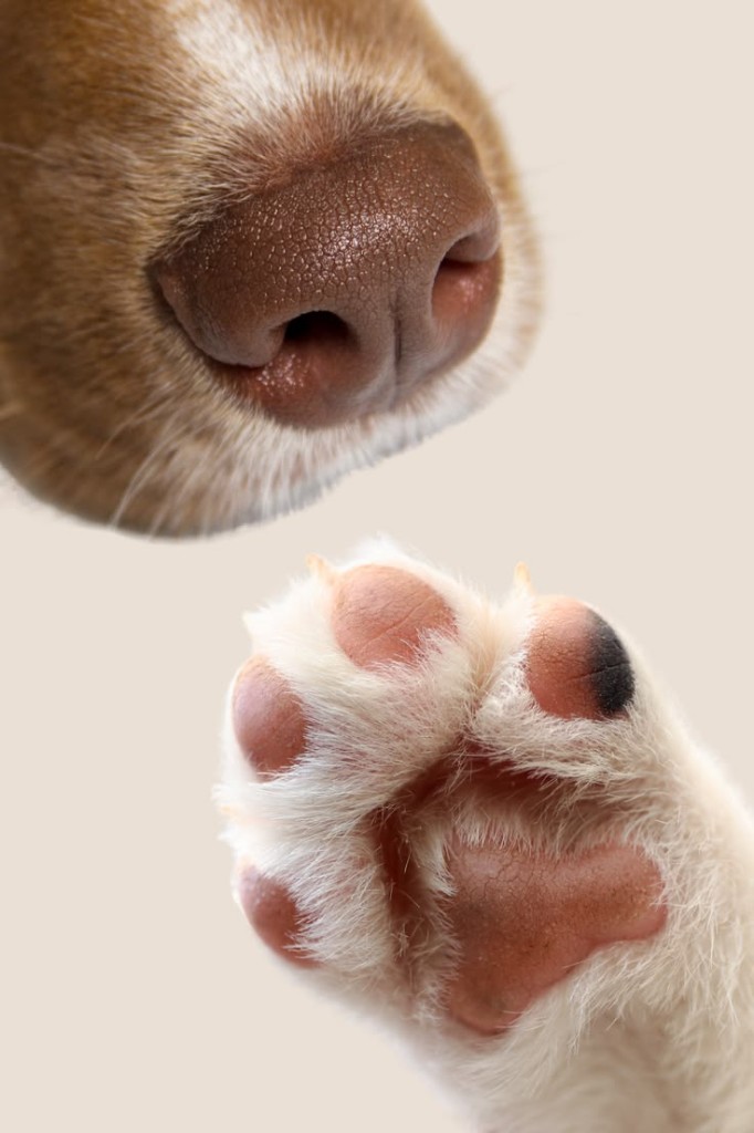 Nez et patte de chien sur fond crème — boutique taily