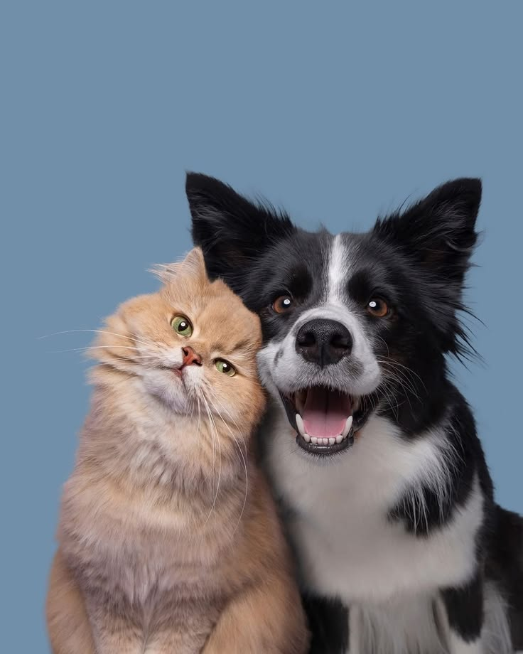 Chat roux et chien border collie côte à côte — promenade entre animaux