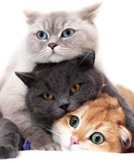 Trois chats empilés aux couleurs différentes