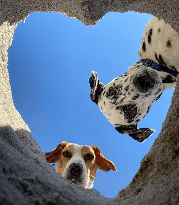 Deux chiens regardant à travers un trou en forme de cœur creusé dans le sable